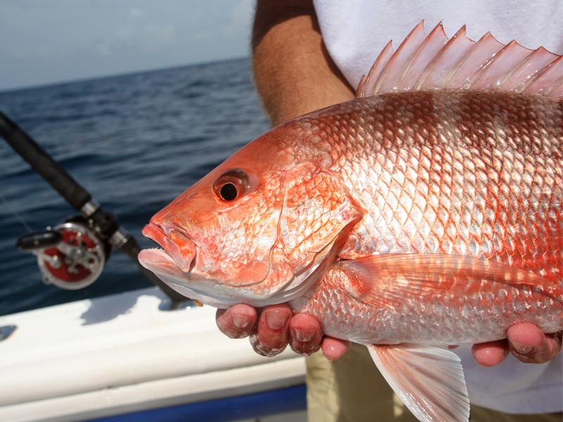 NOAA Steers Gulf Red Snapper into Another Crisis - CCA Florida
