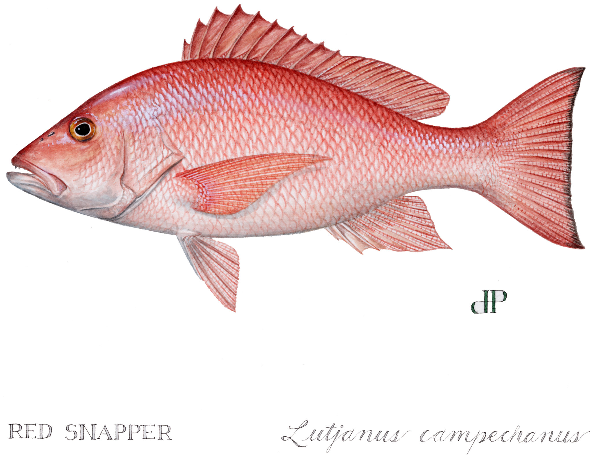 South Atlantic Red Snapper Same Song, Second Verse CCA Florida