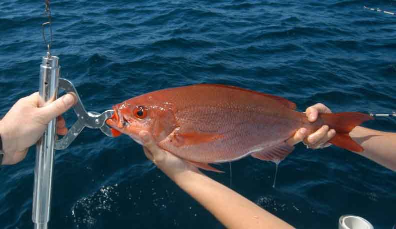 U.S. House Passes Descending Device Bill to Conserve Gulf Reef Fish - CCA  Florida